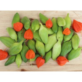 Kaywa