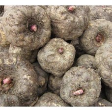 Konjac