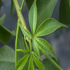 Kuka