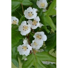 Lebanese Wild Apple