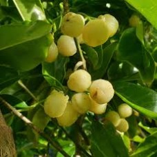Lemon Aspen Fruit