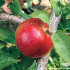 Liberty Apple
