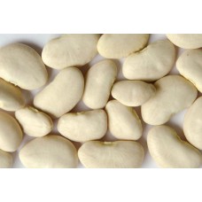 Lima Bean