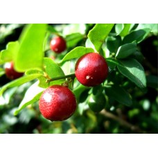 Limeberry