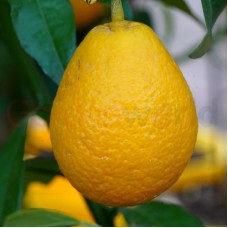 Limequat