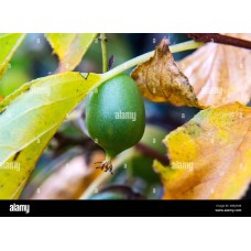 Little Gooseberry