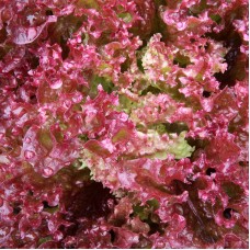 Lollo Rosso