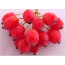 Magellan Barberry
