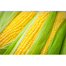Maize