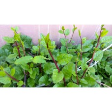 Malabar Nightshade