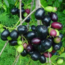 Malabar Plum