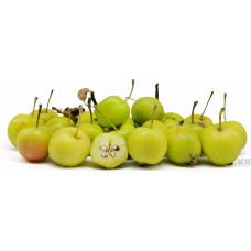 Malus Sieversii
