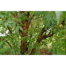 Manchurian Cherry