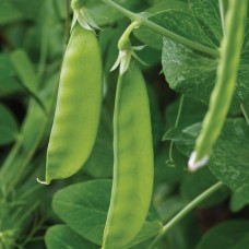 Mangetout