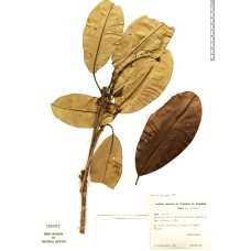 Manilkara Elata