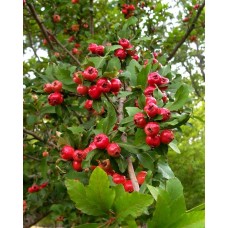 Mayhaw