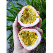 Maypop