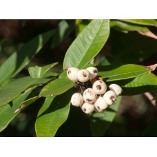 Midgen Berry