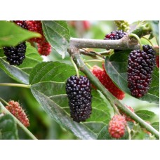 Mulberry