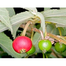Muntingia Calabura