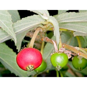Muntingia Calabura