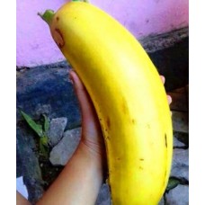 Musa Ingens
