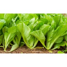Mustard Greens