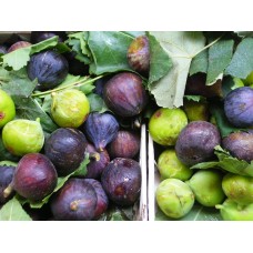 Naples Fig