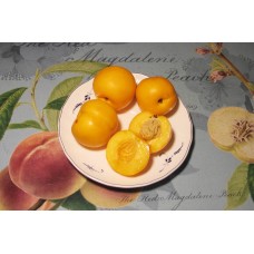 Nectacot