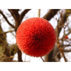Nere Fruit