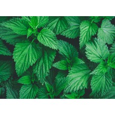 Nettles