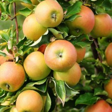Newton Pippin Apple