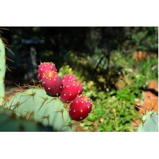 Nopal