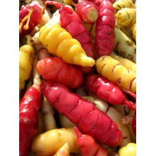 Oca