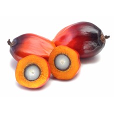 Oil Palm
