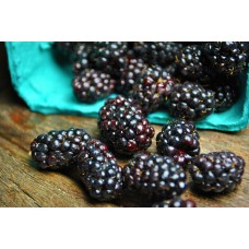 Olallieberry