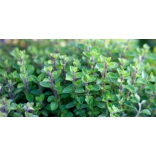 Oregano
