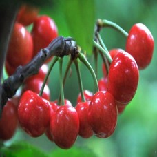 Oriental Cherry