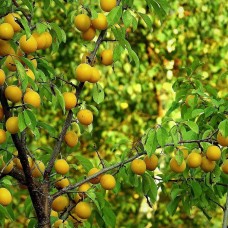 Oullins Gage Plum