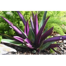 Oyster Plant