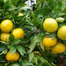 Palestinian Sweet Lime