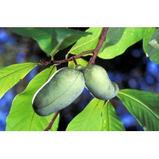 Pawpaw