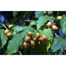 Peanut Butter Fruit