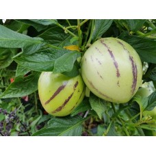 Pepino Melon