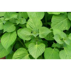 Perilla Leaves