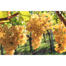 Petit Manseng Grape
