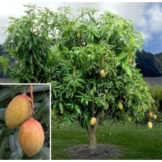 Pickering Mango