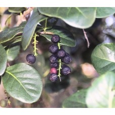 Pigeon Plum