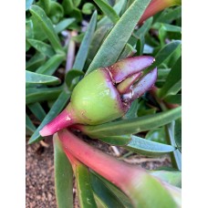 Pigface Fruit