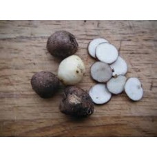 Pignut